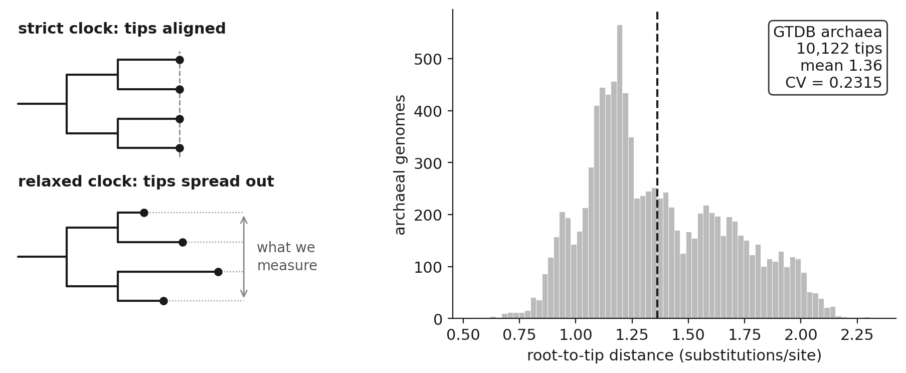 What root-to-tip variation is, and how much of it real archaea show