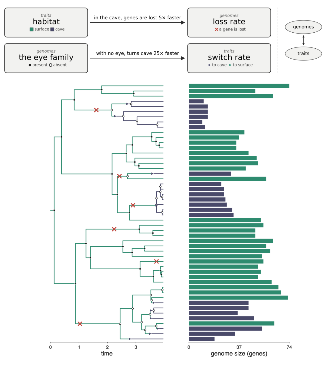 A trait and a genome, each other's driver