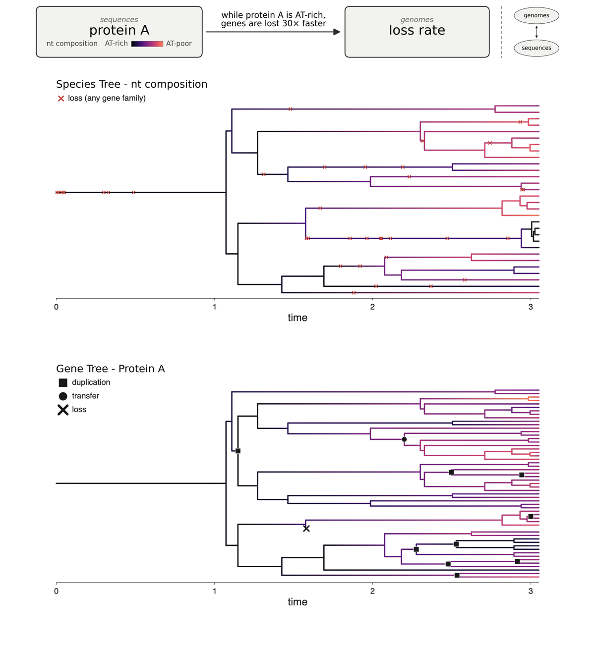 A genome and a gene's sequence