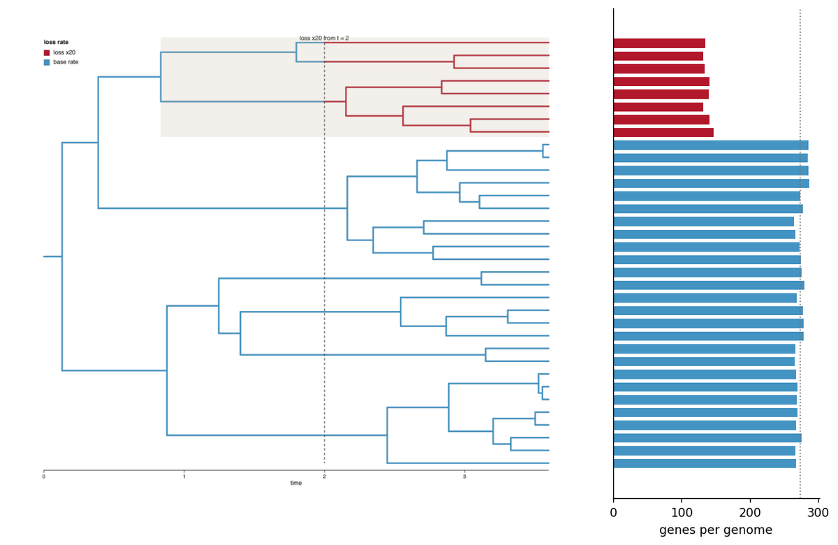 A clade starts losing genes