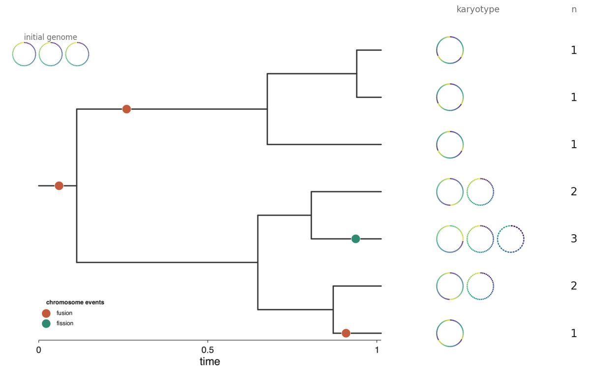 Karyotypes