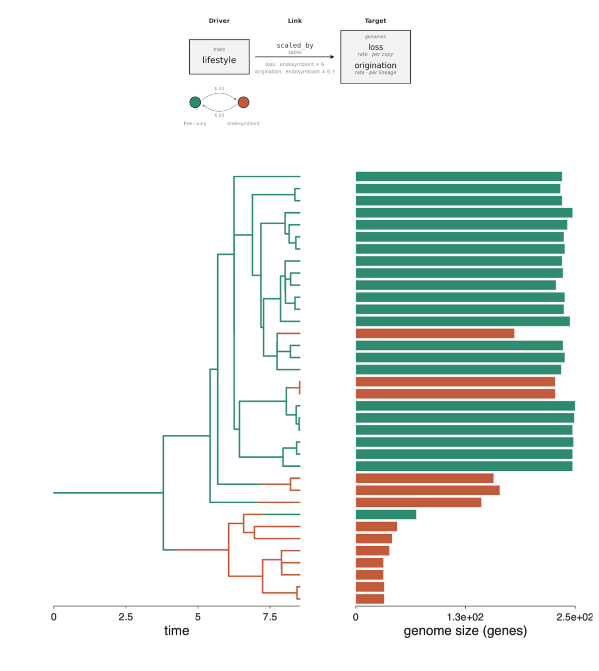 Genome reduction