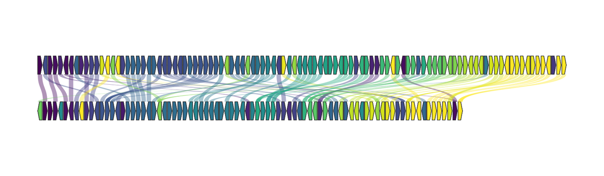 Synteny between two genomes