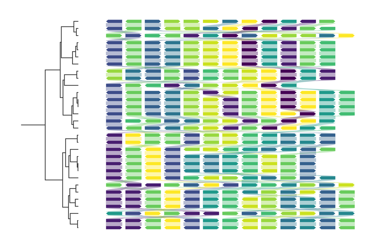 Synteny across a whole clade