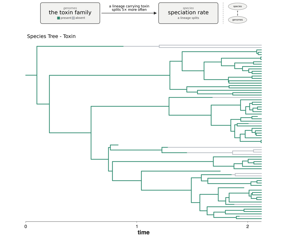 A gene drives the splitting