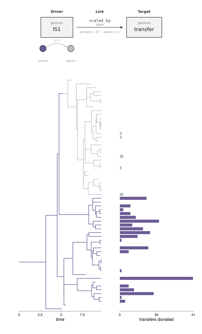 A mobile element spreads its genome