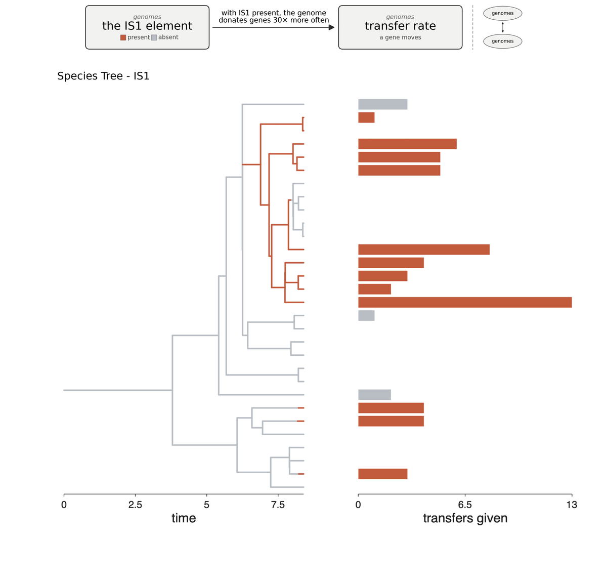 A gene drives its own genome