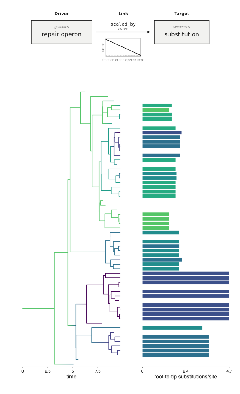 How much of an operon is left