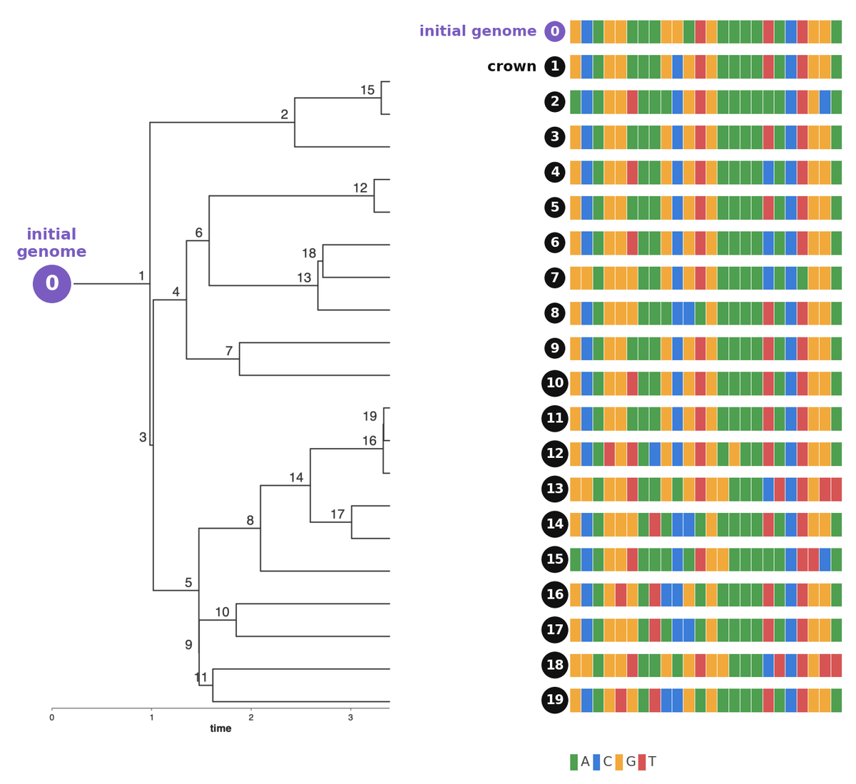 Ancestral sequences at the nodes