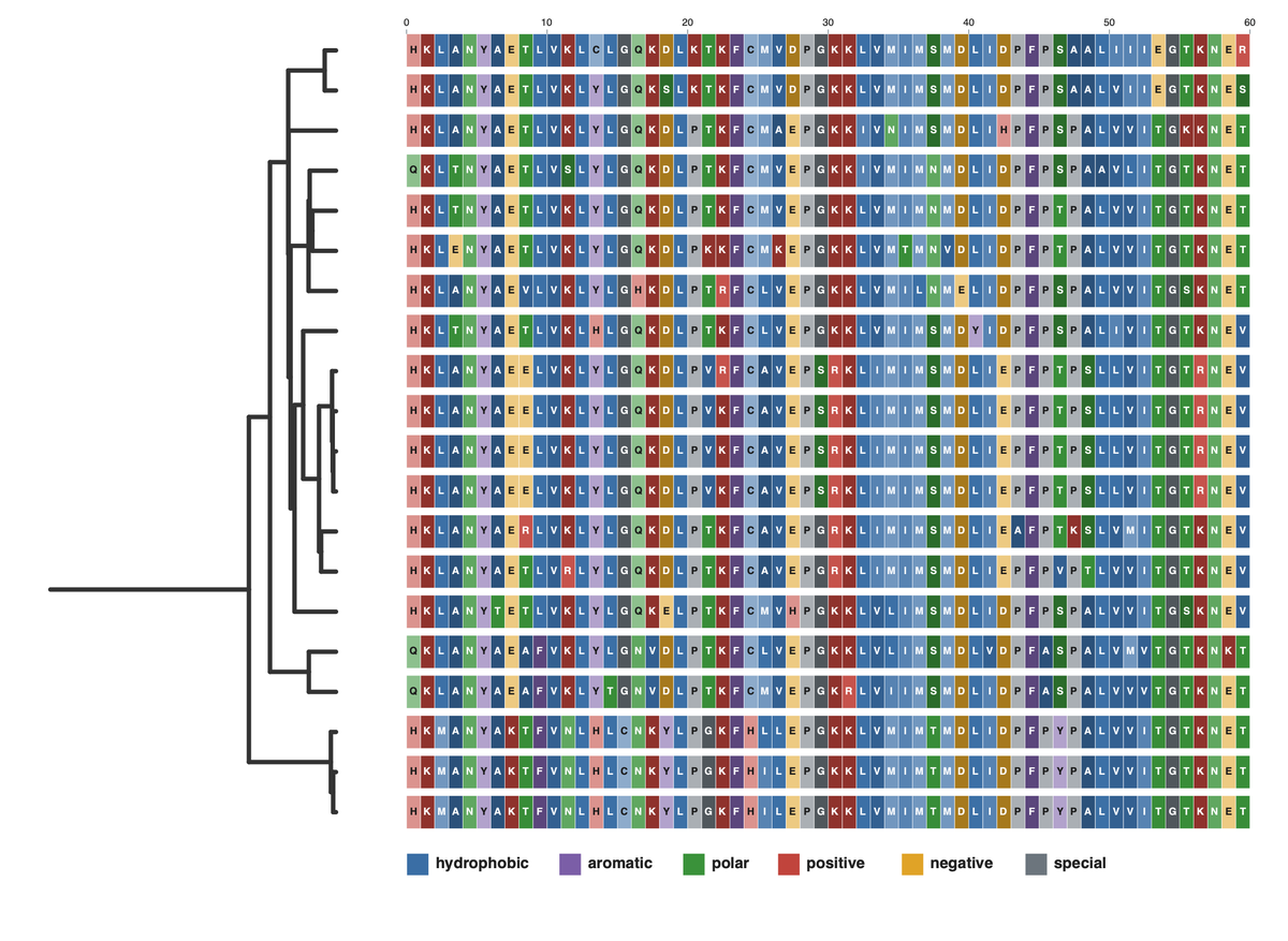 A protein alignment